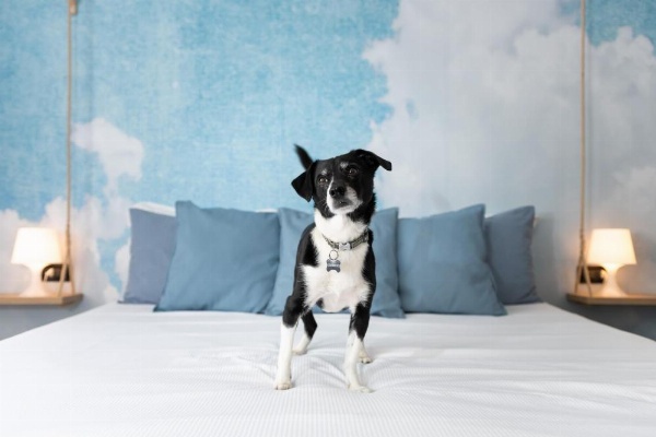 Francis B&B Superior image 16